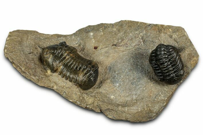 Multi-Toned Morocconites Trilobite Fossil With Austerops #354448